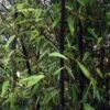 Bambou Noir - Phyllostachys Nigra -Jardin Sucre Boutique Phyllostachys nigra ld Howard Dickins 9575 1