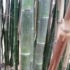Phyllostachys Parvifolia - Bambou Géant -Jardin Sucre Boutique Phyllostachys parvifolia 85246 3