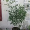 Phyllostachys Rubromarginata - Bambou Moyen -Jardin Sucre Boutique Phyllostachys rubromarginata 84914 1