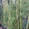 Phyllostachys Viridiglaucescens - Bambou Géant -Jardin Sucre Boutique Phyllostachys viridiglaucescens 84915 1