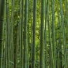 Phyllostachys Vivax MacClure (type) - Bambou Géant -Jardin Sucre Boutique Phyllostachys vivax MacClure 85247 1