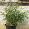 Pleioblastus Linearis - Bambou Moyen 2/3L -Jardin Sucre Boutique Pleioblastus linearis 84921 1