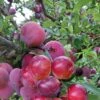 Pluot Pink Candy - Prunus Pluot -Jardin Sucre Boutique PluotPink Candy 78217 1