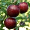 Pluot Purple Candy - Prunus Pluot -Jardin Sucre Boutique PluotPurple Candy 79221 1
