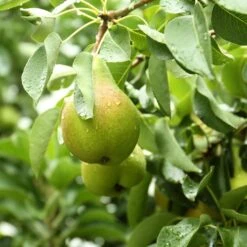 Poirier Curé Ou Poire Du Curé Bio