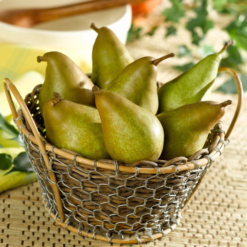 Poirier Delbard Gourmande - Georges Delbard 3 Poirier Delbard Gourmande - Georges Delbard