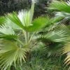 Pritchardia Hillebrandii - Palmier D'Hawaï -Jardin Sucre Boutique Pritchardia hillebrandii 89926 1