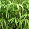 Bambou Métaké - Pseudosasa Japonica -Jardin Sucre Boutique Pseudosasa japonica V helicongus 9576 1
