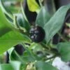 Sarcococca Confusa -Jardin Sucre Boutique Sarcococca confusa 7964 1