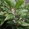 Sarcococca Orientalis - Sarcocoque D'Orient -Jardin Sucre Boutique Sarcococca orientalis 82225 1