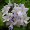 Solanum Jasminoides Bleu - Morelle Faux-jasmin -Jardin Sucre Boutique Solanum jasminoides Bleu 83508 1