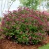 Lilas Bloomerang Dark Purple - Syringa Nain Hybride Remontant -Jardin Sucre Boutique Syringa Bloomerang Dark Purple 82735 1