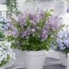 Lilas Nain - Syringa Meyeri Flowerfesta Purple -Jardin Sucre Boutique Syringa Flowerfesta Purple 16587 1