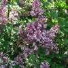 Lilas - Syringa Meyeri Palibin -Jardin Sucre Boutique Syringa meyeri Palibin 84343 1