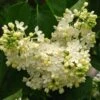 Lilas - Syringa Vulgaris Primrose -Jardin Sucre Boutique Syringa vulgaris Primrose 82805 1