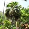 Thrinax Parviflora - Palmier De La Jamaïque -Jardin Sucre Boutique Thrinax parviflora 89961 1