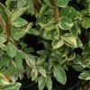 Trachelospermum Jasminoides Variegatum - Jasmin étoilé 2 Trachelospermum Jasminoides Variegatum - Jasmin étoilé -Jardin Sucre Boutique Trachelospermum jasminoides Variegatum 83642 1