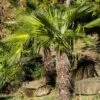 Palmier De Chine - Trachycarpus Fortunei -Jardin Sucre Boutique Trachycarpus fortunei copyright 95262 1