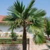 Trachycarpus Latisectus - Palmier Windamere -Jardin Sucre Boutique Trachycarpus latisectus 89964 1