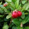Canneberge - Cranberry - Vaccinium Macrocarpon -Jardin Sucre Boutique Vaccinium macrocarpon 78409 1