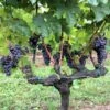 Vigne Merlot -Jardin Sucre Boutique Vigne Merlot 78375 1