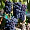 Vigne Venus -Jardin Sucre Boutique Vigne Vitis Venus copyright 1006011 1