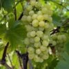 Vigne Fanny -Jardin Sucre Boutique Vigne Vitis vinifera Fanny copyright 1005262 1