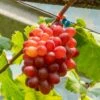 Vigne De Table Crimson Seedless - Vitis Vinifera -Jardin Sucre Boutique Vigne de table Crimson Seedless Vitis vinifera copyright 182751 1