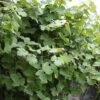 Vigne D'ornement - Vitis Vinifera Incana -Jardin Sucre Boutique Vitis vinifera Incana 84456 1