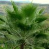 Washingtonia Robusta - Palmier Du Mexique -Jardin Sucre Boutique Washingtonia robusta 82235 1