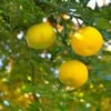 Yuzu - Citrus Junos 1 Yuzu - Citrus Junos -Jardin Sucre Boutique Yuzu Citrus junos 83268 1