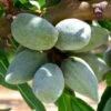 Amandier All In One - Prunus Dulcis -Jardin Sucre Boutique amandier all in one 70046 1
