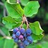 Amelanchier Alnifolia Saskatoon Berry -Jardin Sucre Boutique amelanchier alnifolia saskatoon berry 85479 1