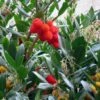 Arbutus Unedo - Arbousier -Jardin Sucre Boutique arbutus unedo 781557 5
