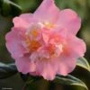 Camélia Paddy's Perfumed - Camellia Japonica -Jardin Sucre Boutique camelia paddy s perfumed 83533 1