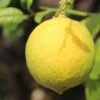 Citronnier - Citrus Limon Cerza -Jardin Sucre Boutique citrus limon cerza