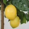 Citronnier - Citrus Limon Lemox -Jardin Sucre Boutique citrus limon lemox 87039 1