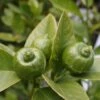 Citron Vert - Citrus Aurantifolia Mexicana -Jardin Sucre Boutique citrus aurantiifolia