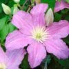 Clématite - Clematis Comtesse De Bouchaud -Jardin Sucre Boutique clematis comtesse de bouchaud 67861 1