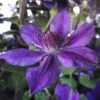 Clématite - Clematis Mon Amour -Jardin Sucre Boutique clematis mon amour 85760 1