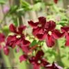Clématite - Clematis Viticella Burning Love -Jardin Sucre Boutique clematis viticella burning love 89695 1