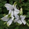 Clématite - Clematis Viticella Alba Luxurians -Jardin Sucre Boutique clematite Alba Luxurians 681493 1