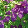 Clématite - Clematis Viticella Etoile Violette -Jardin Sucre Boutique clematite etoile violette 681362 1