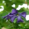 Clématite Italienne - Clematis Viticella