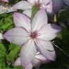 Clématite - Clematis Omoshiro -Jardin Sucre Boutique clematite osmoshiro 681354 1