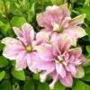 Clématite - Clematis Princesse Alexandra -Jardin Sucre Boutique clematite princess alexandra 681392 1