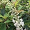 Clethra Barbinervis Great Star -Jardin Sucre Boutique clethra barbinervis great star 15384 1
