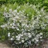 Diosma Hirsuta Pink Fountain -Jardin Sucre Boutique diosma hirsuta pink fountain pap 83299 1