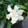 Gardenia Jasminoides Perfumed Petticoats 1 Gardenia Jasminoides Perfumed Petticoats -Jardin Sucre Boutique gardenia jasminoides perfumed petticoats 83325 1