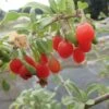 Goji Gojidelys - Lycium Barbarum 2 Goji Gojidelys - Lycium Barbarum -Jardin Sucre Boutique gojidelys 16718 2